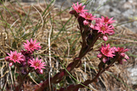 Sempervivum arachnoideum L.